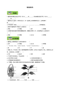 初中生物冀教版八年级上册第三单元  植物的生活第一章  种子的萌发和芽的发育第三节 芽的发育课时作业