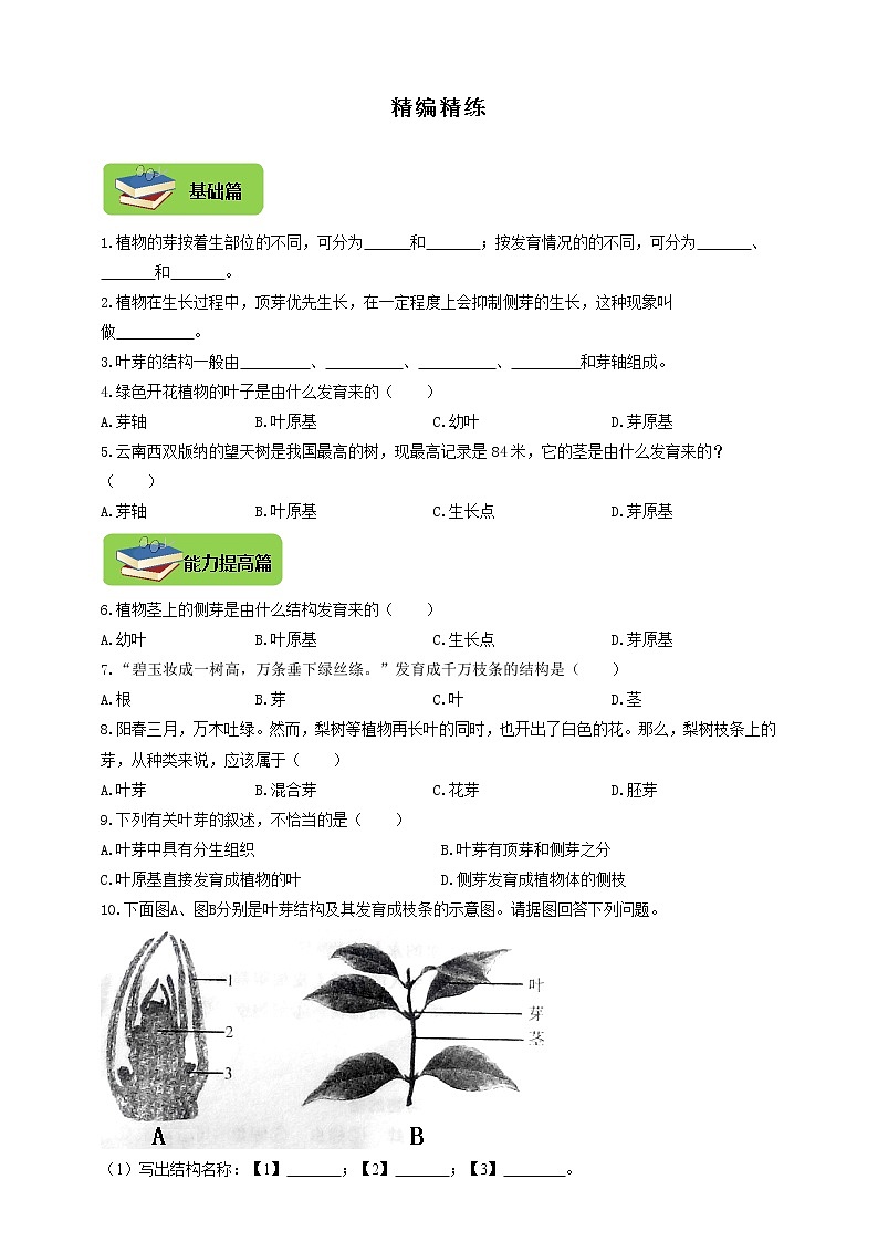 3.1.3《芽的发育》同步练习第1页