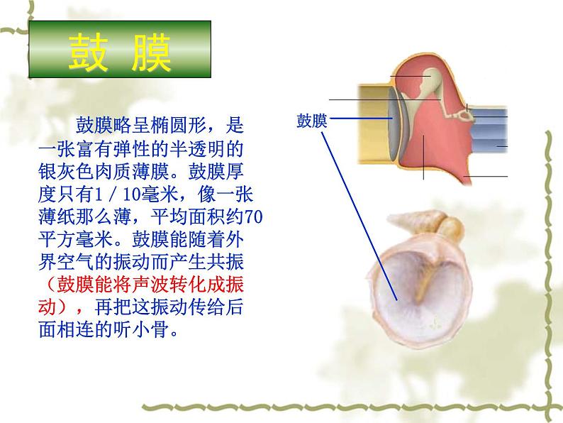 苏科版八年级上册生物  16.2人体对信息的感知 课件08