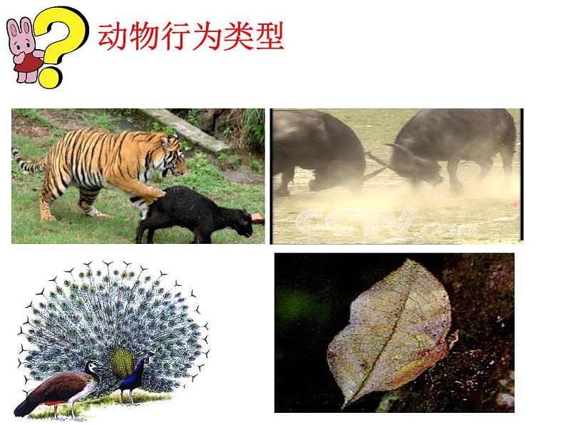 苏科版八年级上册生物 17.2动物的行为 课件08