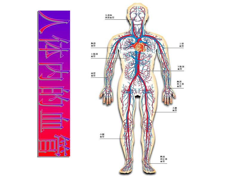 苏科版八年级上册生物  15.1人体内物质的运输 课件04