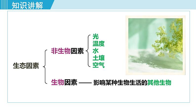 人教版七年级生物上册 第一单元 第二章 第一节 第2课时  生物因素对生物的影响及生物对环境的适应和影响 课件第4页