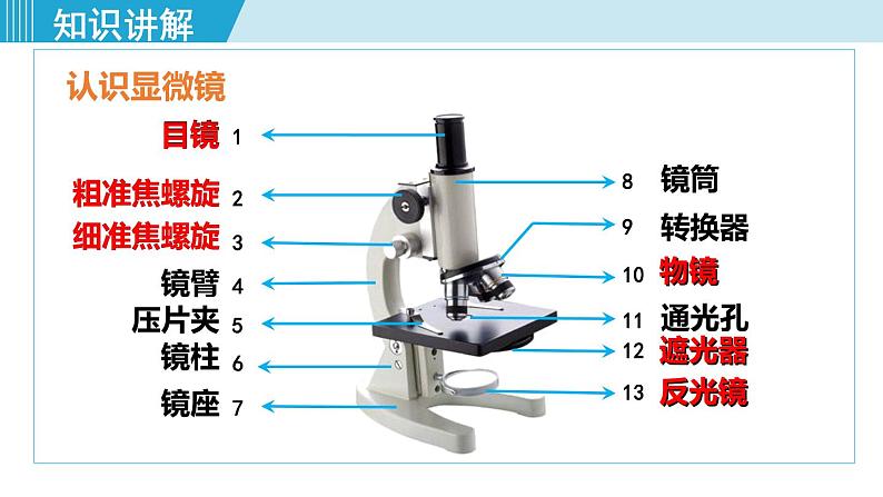 人教版七年级生物上册 第二单元 第一章 第一节 练习使用显微镜 课件06