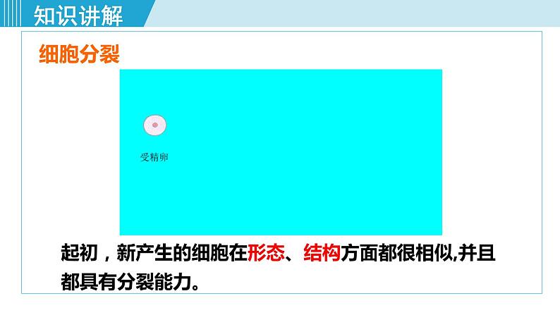 人教版七年级生物上册 第二单元 第二章 第二节 动物体的结构层次 课件03