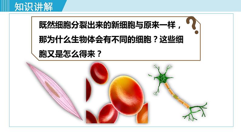 人教版七年级生物上册 第二单元 第二章 第二节 动物体的结构层次 课件04