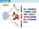 人教版七年级生物上册 第二单元 第二章 第二节 动物体的结构层次 课件