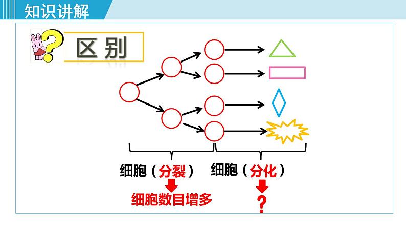 人教版七年级生物上册 第二单元 第二章 第二节 动物体的结构层次 课件06