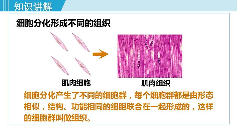 人教版七年级生物上册 第二单元 第二章 第二节 动物体的结构层次 课件07