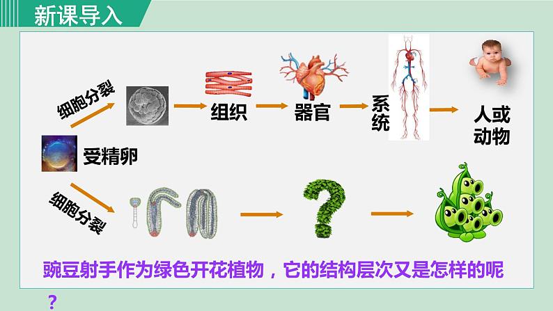 人教版七年级生物上册 第二单元 第二章 第三节 植物体的结构层次 课件01