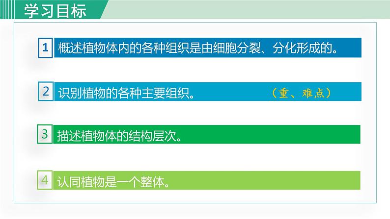 人教版七年级生物上册 第二单元 第二章 第三节 植物体的结构层次 课件03