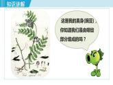 人教版七年级生物上册 第二单元 第二章 第三节 植物体的结构层次 课件