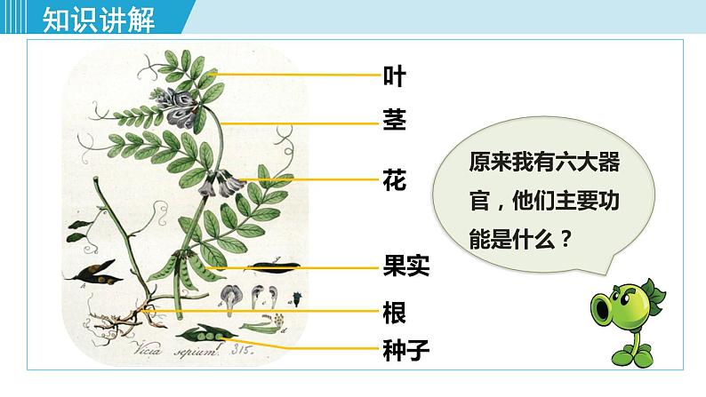 人教版七年级生物上册 第二单元 第二章 第三节 植物体的结构层次 课件05