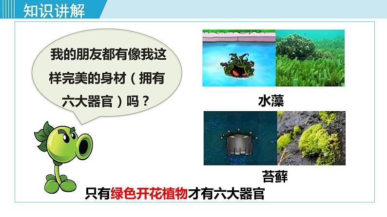 人教版七年级生物上册 第二单元 第二章 第三节 植物体的结构层次 课件07