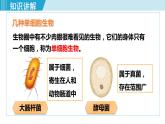 人教版七年级生物上册 第二单元 第二章 第四节 单细胞生物 课件