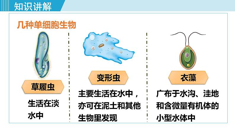 人教版七年级生物上册 第二单元 第二章 第四节 单细胞生物 课件第6页