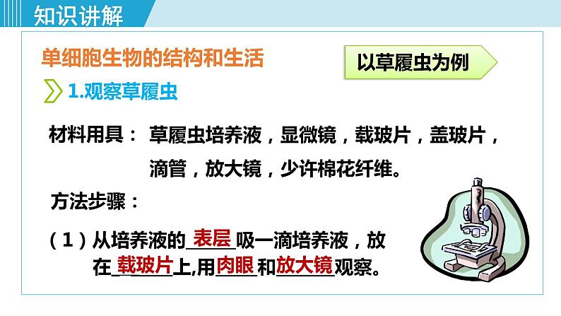 人教版七年级生物上册 第二单元 第二章 第四节 单细胞生物 课件第8页