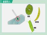 人教版七年级生物上册 第三单元 第一章 第一节 藻类、苔藓和蕨类植物 课件