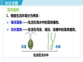 人教版七年级生物上册 第三单元 第一章 第一节 藻类、苔藓和蕨类植物 课件