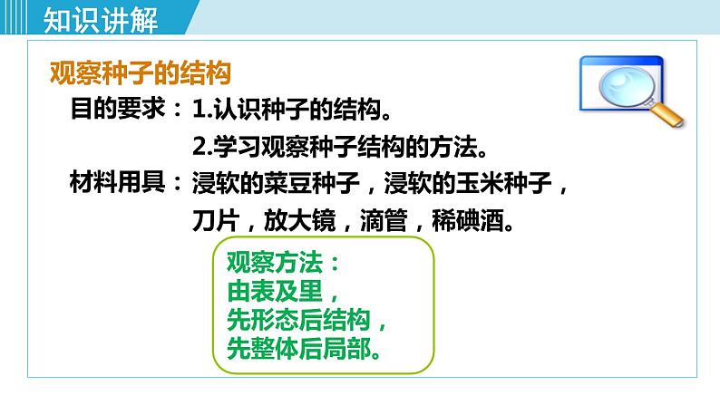 人教版七年级生物上册 第三单元 第一章 第二节 第1课时 种子的结构 课件05