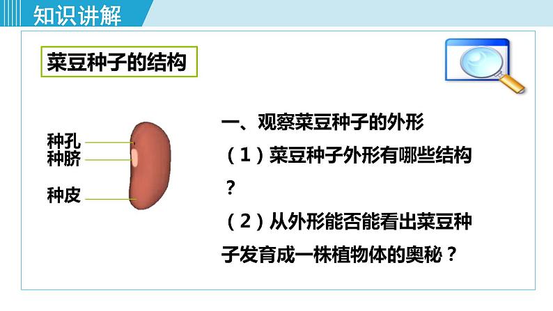 人教版七年级生物上册 第三单元 第一章 第二节 第1课时 种子的结构 课件06