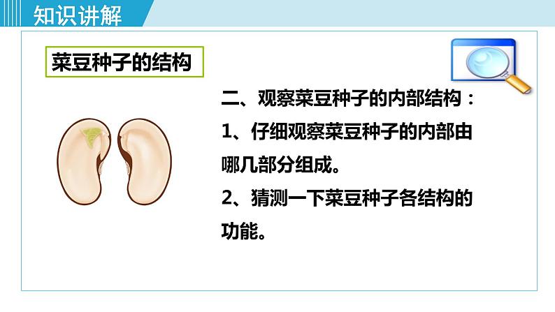 人教版七年级生物上册 第三单元 第一章 第二节 第1课时 种子的结构 课件07