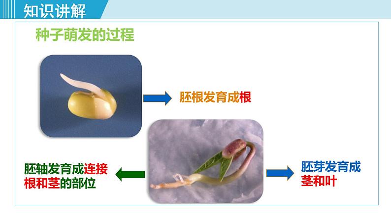 人教版七年级生物上册 第三单元 第二章 第一节 第2课时 种子萌发的过程 课件05