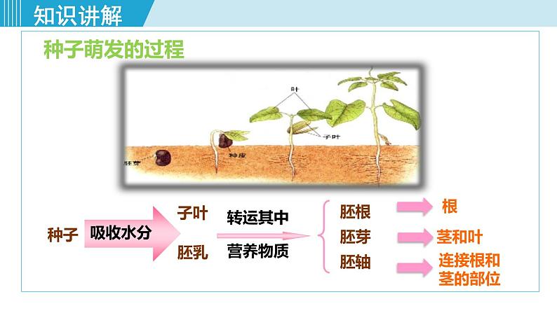 人教版七年级生物上册 第三单元 第二章 第一节 第2课时 种子萌发的过程 课件08