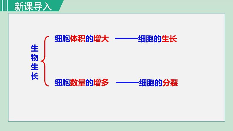 人教版七年级生物上册 第二单元 第二章 第一节 细胞通过分裂产生新细胞 课件第3页