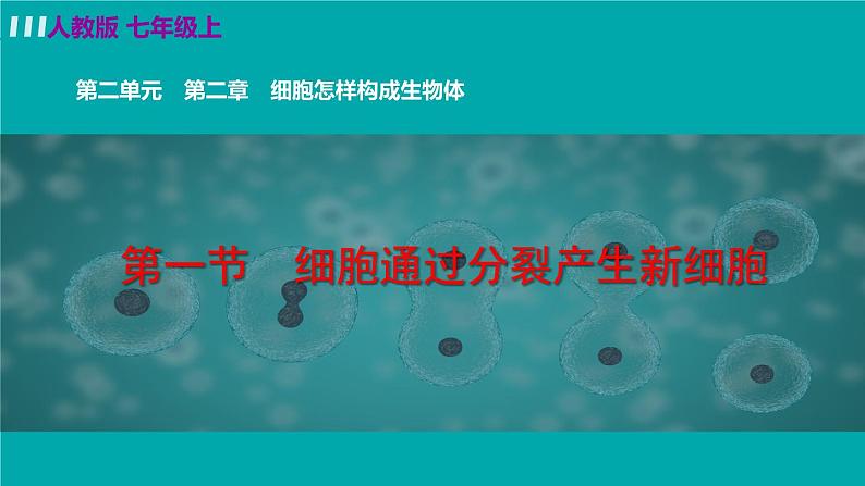 人教版七年级生物上册 第二单元 第二章 第一节 细胞通过分裂产生新细胞 课件第4页