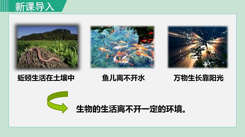 人教版七年级生物上册 第一单元 第二章 第一节 第1课时  非生物因素对生物的影响 课件03