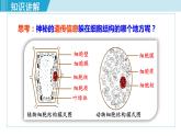 人教版七年级生物上册 第二单元 第一章 第四节 第2课时 细胞核是控制中心 课件