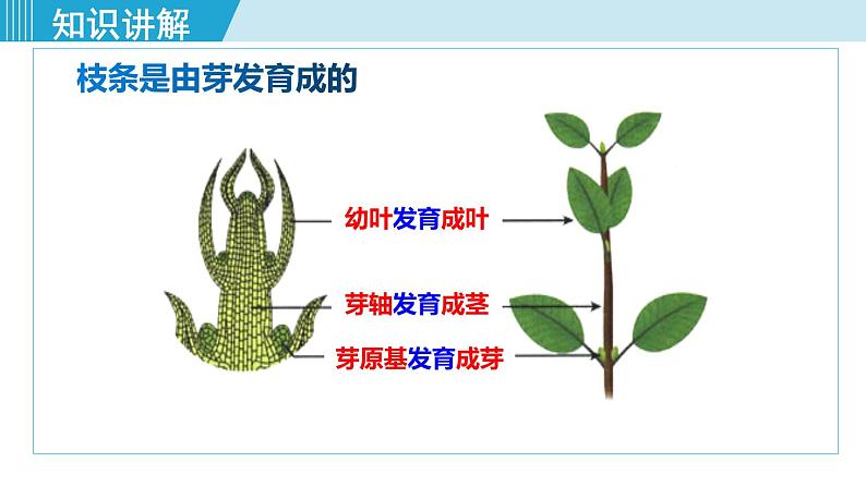 人教版七年级生物上册 第三单元 第二章 第二节 植株的生长 课件08