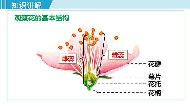 人教版七年级生物上册 第三单元 第二章 第三节 开花和结果 课件05