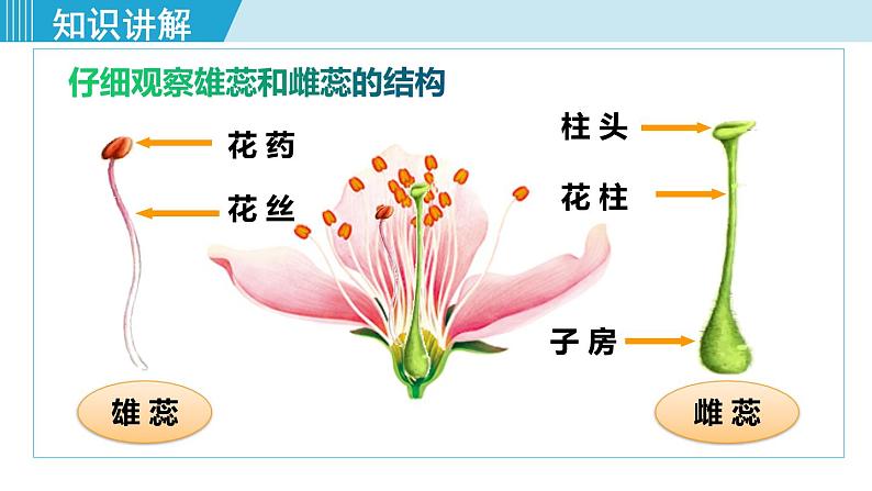 人教版七年级生物上册 第三单元 第二章 第三节 开花和结果 课件06