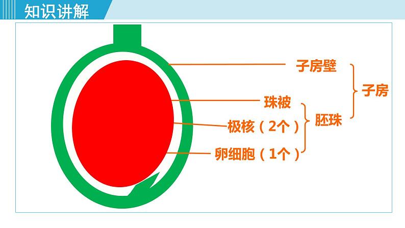 人教版七年级生物上册 第三单元 第二章 第三节 开花和结果 课件08