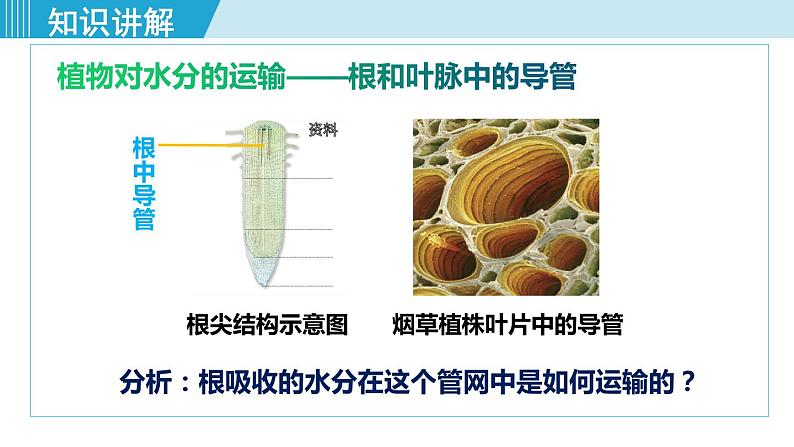 人教版七年级生物上册 第三单元 第三章 绿色植物与生物圈的水循环 课件07