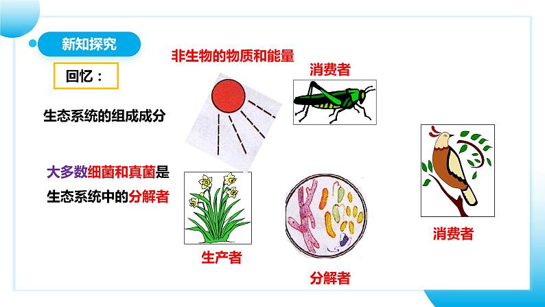 【核心素养目标】人教版初中生物八年级上册5.4.4《细菌和真菌在自然界中的作用》课件+视频+教学设计+同步分层练习（含答案）07