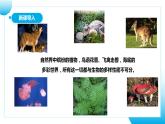 【核心素养目标】人教版初中生物八年级上册6.2《认识生物的多样性》课件+视频+教学设计+同步分层练习（含答案）