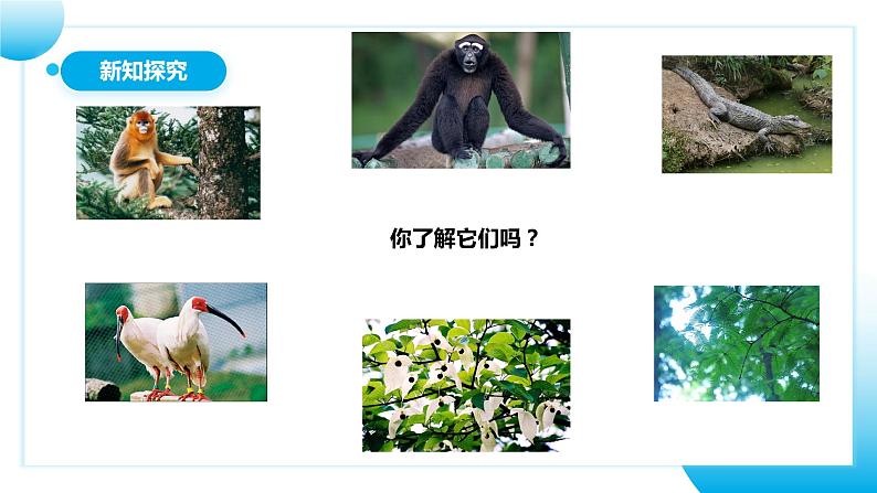 【核心素养目标】人教版初中生物八年级上册6.3《保护生物的多样性》课件+视频+教学设计+同步分层练习（含答案）07