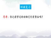 人教版八年级上册生物 5.1.4 鱼 课件+素材