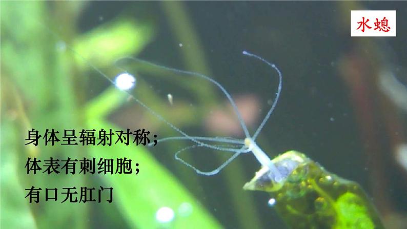 人教版八年级上册生物 5.1.4 鱼 课件+素材03