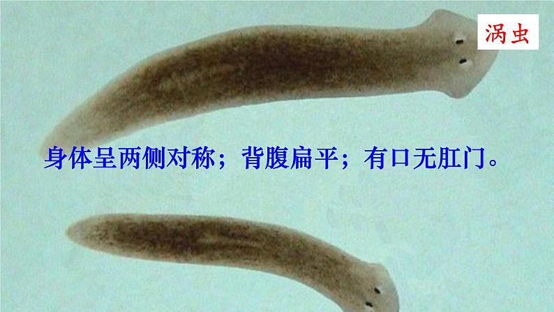 人教版八年级上册生物 5.1.4 鱼 课件+素材04