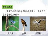 人教版八年级上册生物 5.1.6 鸟 课件+素材