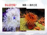 人教版八年级上册生物 5.1.1 腔肠动物和扁形动物 课件+素材