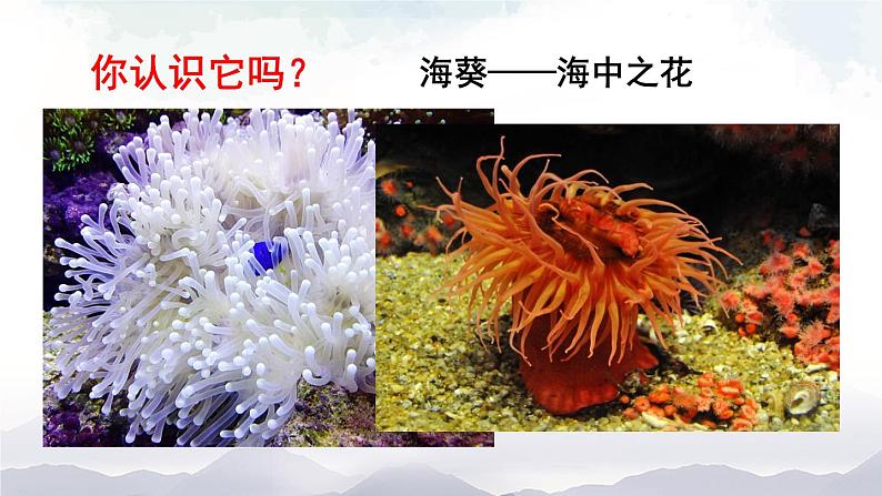 人教版八年级上册生物 5.1.1 腔肠动物和扁形动物 课件+素材02