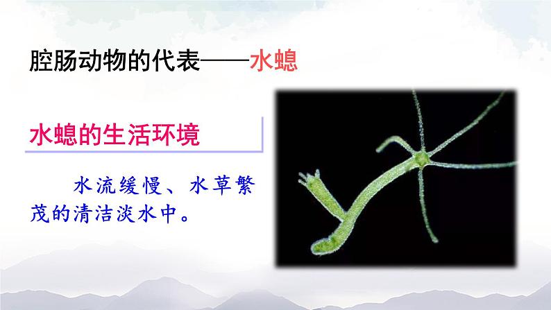 人教版八年级上册生物 5.1.1 腔肠动物和扁形动物 课件+素材06