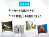 人教版八年级上册生物 6.1.2 从种到界 课件