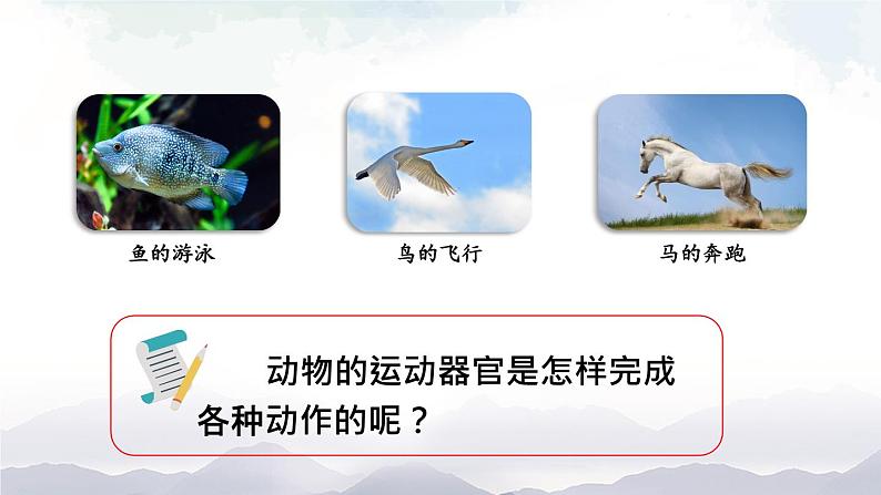 人教版八年级上册生物 5.2.1 动物的运动 课件+素材05