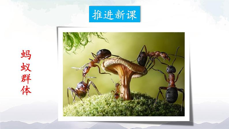 人教版八年级上册生物 5.2.3 社会行为 课件+素材06