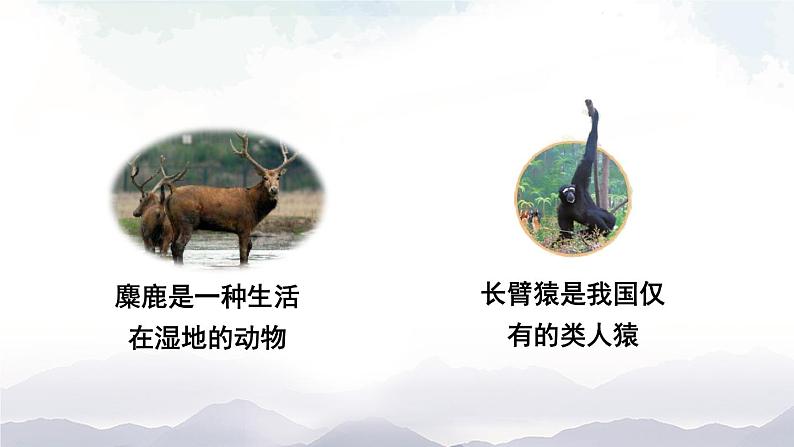 人教版八年级上册生物 6.3 保护生物的多样性 课件+教案+素材06